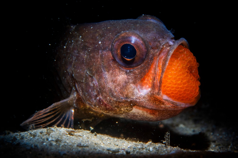 18 красивых фото морских существ с конкурса Ocean Photographer of the Year&nbsp;2025