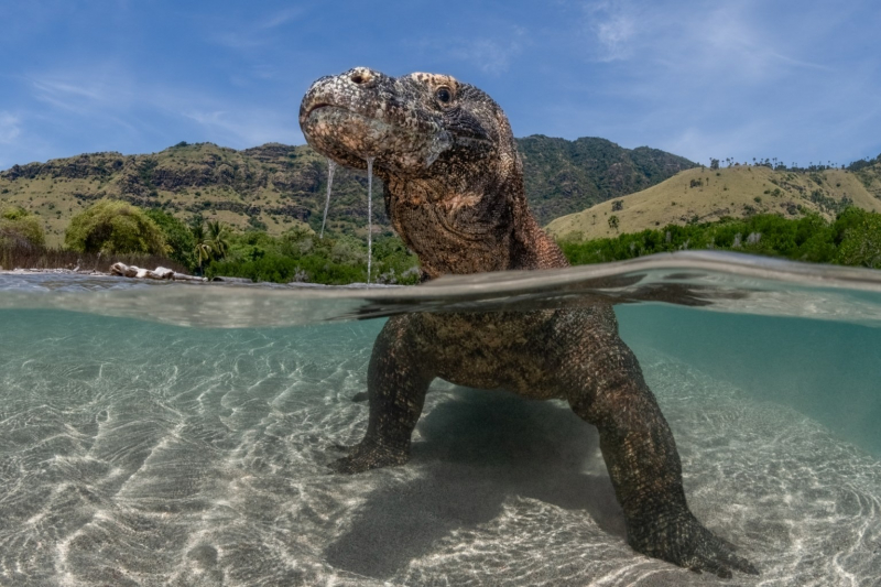 18 красивых фото морских существ с конкурса Ocean Photographer of the Year&nbsp;2025