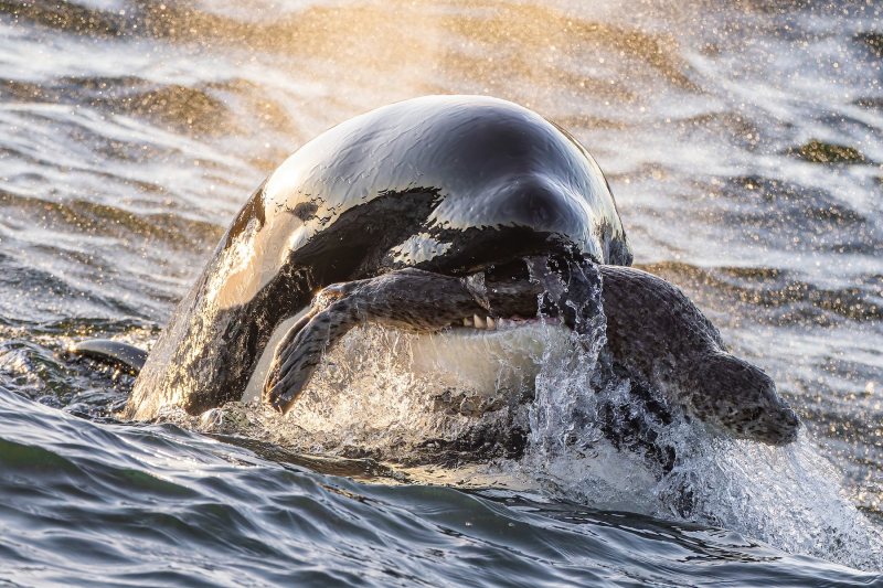 18 красивых фото морских существ с конкурса Ocean Photographer of the Year&nbsp;2025
