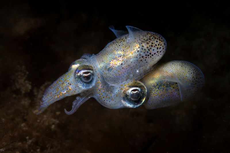 18 красивых фото морских существ с конкурса Ocean Photographer of the Year&nbsp;2025