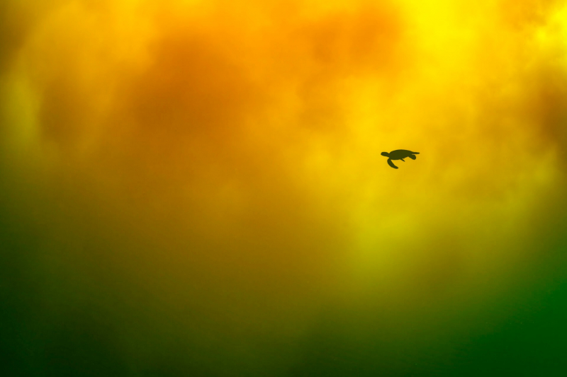 18 красивых фото морских существ с конкурса Ocean Photographer of the Year&nbsp;2025