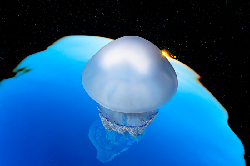 18 красивых фото морских существ с конкурса Ocean Photographer of the Year&nbsp;2025