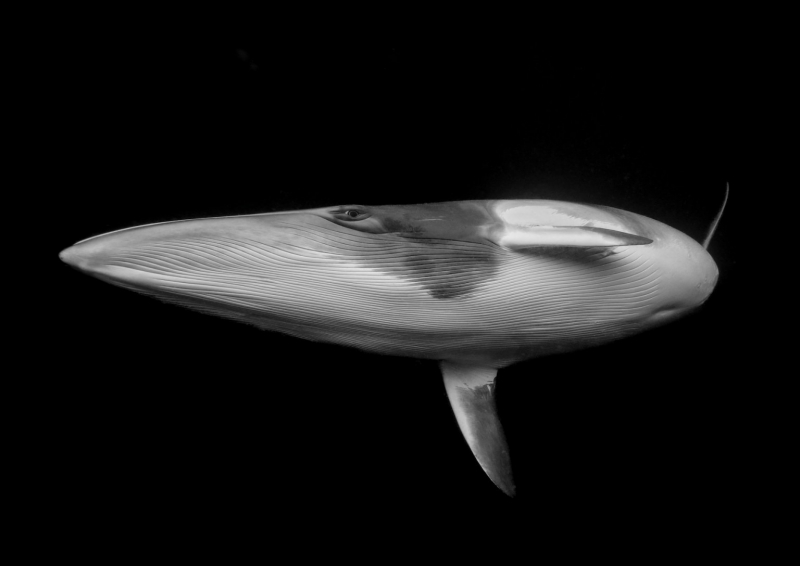 18 красивых фото морских существ с конкурса Ocean Photographer of the Year&nbsp;2025