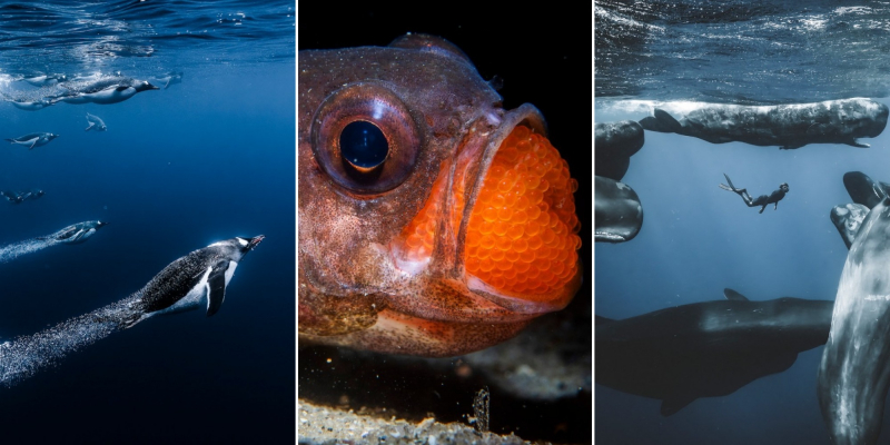 18 красивых фото морских существ с конкурса Ocean Photographer of the Year&nbsp;2025