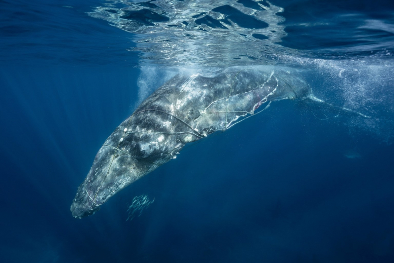 18 красивых фото морских существ с конкурса Ocean Photographer of the Year&nbsp;2025
