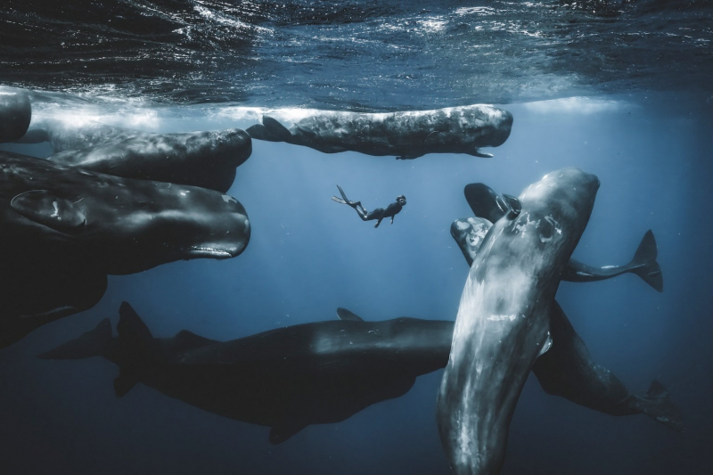 18 красивых фото морских существ с конкурса Ocean Photographer of the Year&nbsp;2025