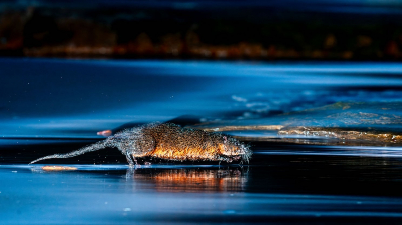 18 красивых фото морских существ с конкурса Ocean Photographer of the Year&nbsp;2025