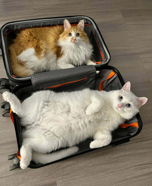 Кото-комедия: 20 забавных фото питомцев от пользователей Сети