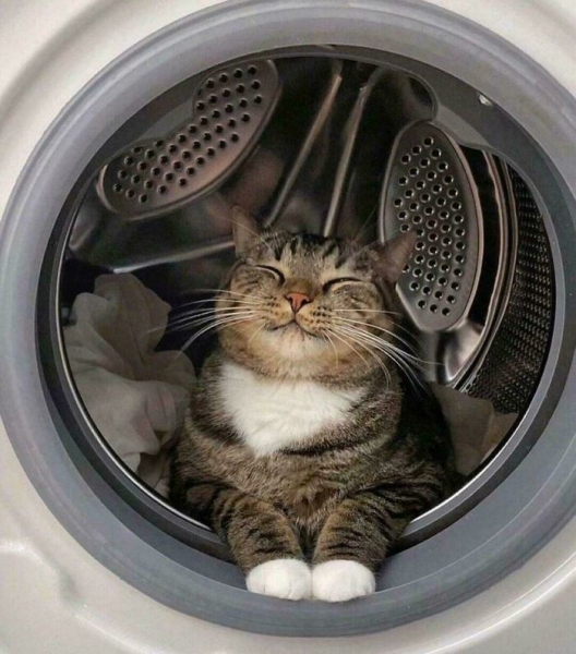 Кото-комедия: 20 забавных фото питомцев от пользователей Сети