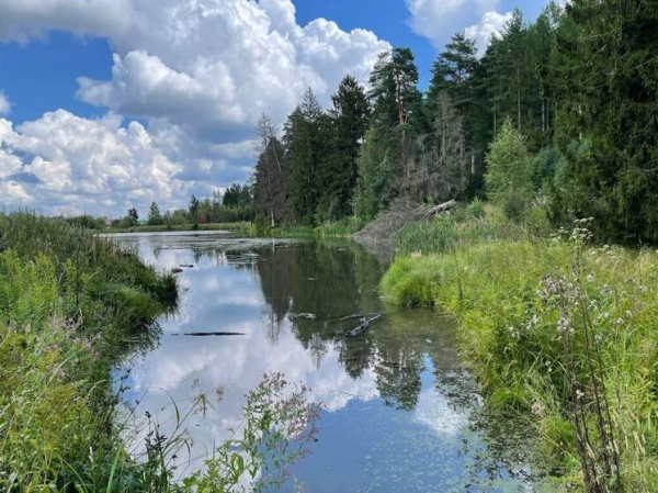 Старушку, три дня блуждавшую по лесу, отыскали местные жители