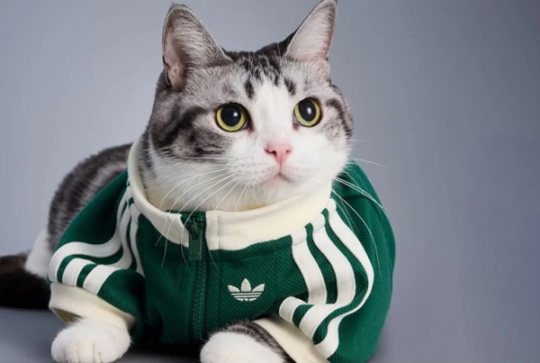 Adidas выпустил зимнюю коллекцию одежды для кошек и собак (ФОТО)